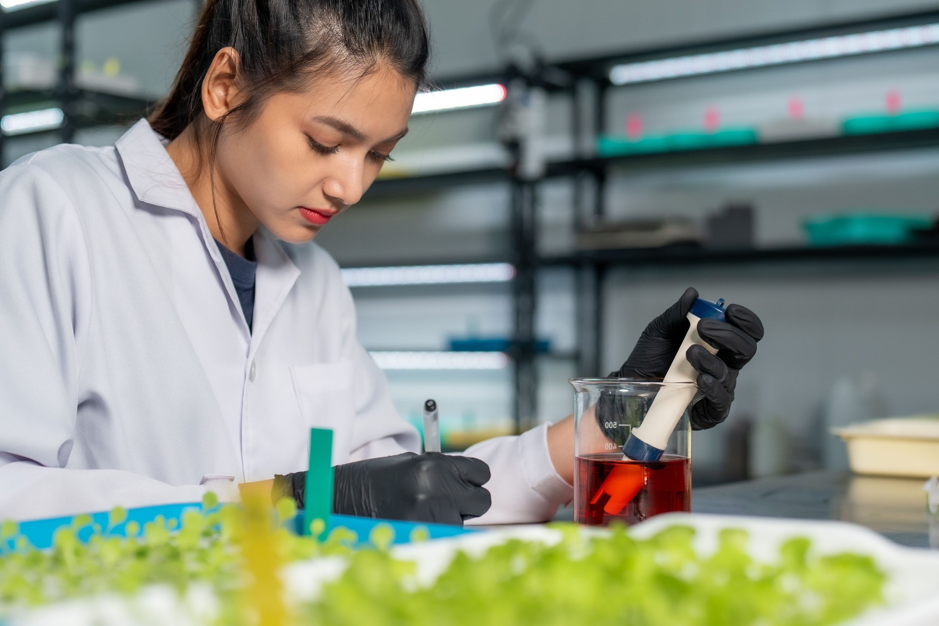 Hydroponic vegetables salad farm